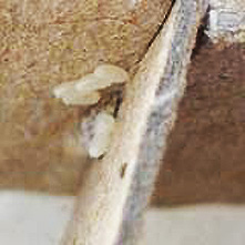 Real close-up photograph of bed bug eggs on cardboard