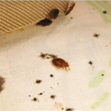 Real photograph of adult bed bugs gathered in furniture