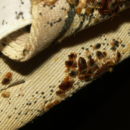 Real photograph of bed bug fecal spots, cast skins, eggs, and adults on a box spring strap