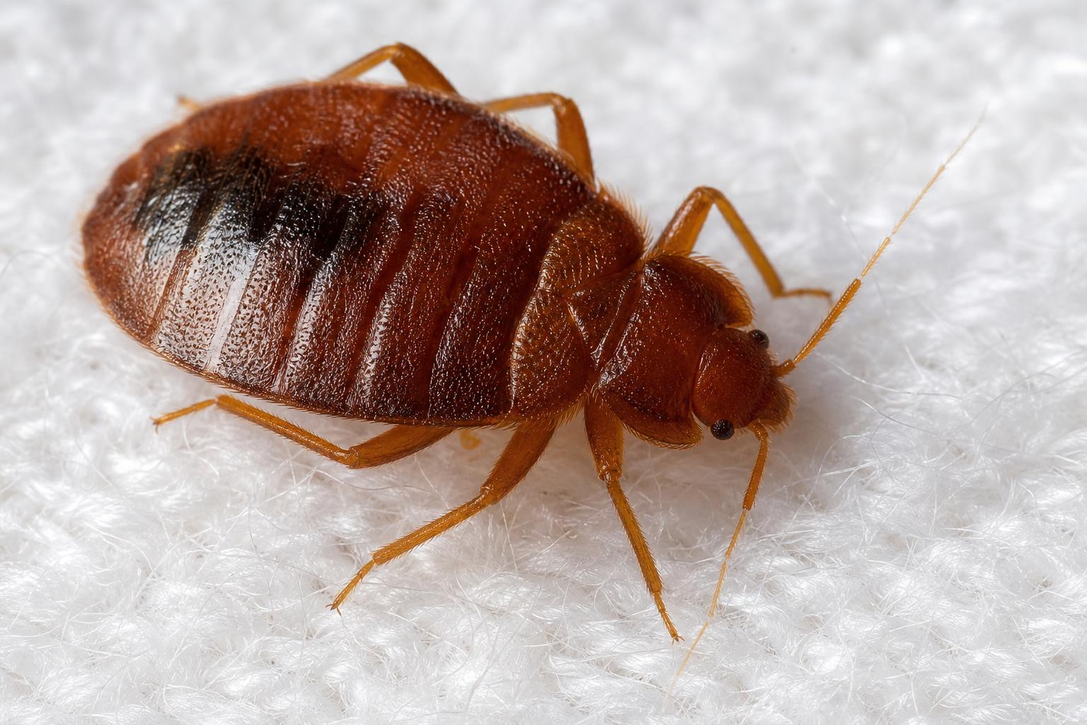 Macro photograph of an adult bed bug on white fabric showing reddish-brown oval body, six legs, and antennae