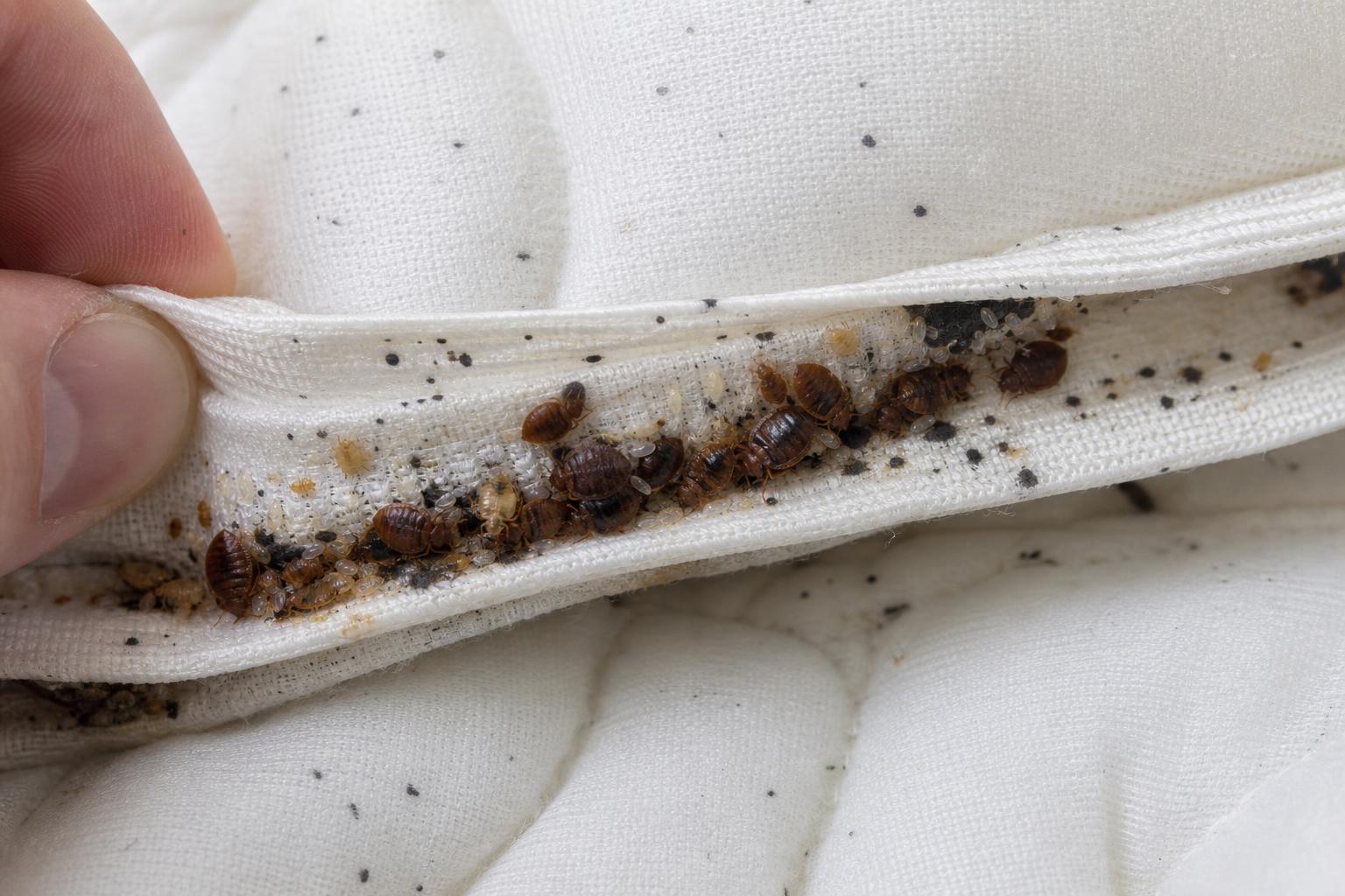 Bed bug infestation along a white mattress seam showing live adults, nymphs, eggs, and dark fecal spots
