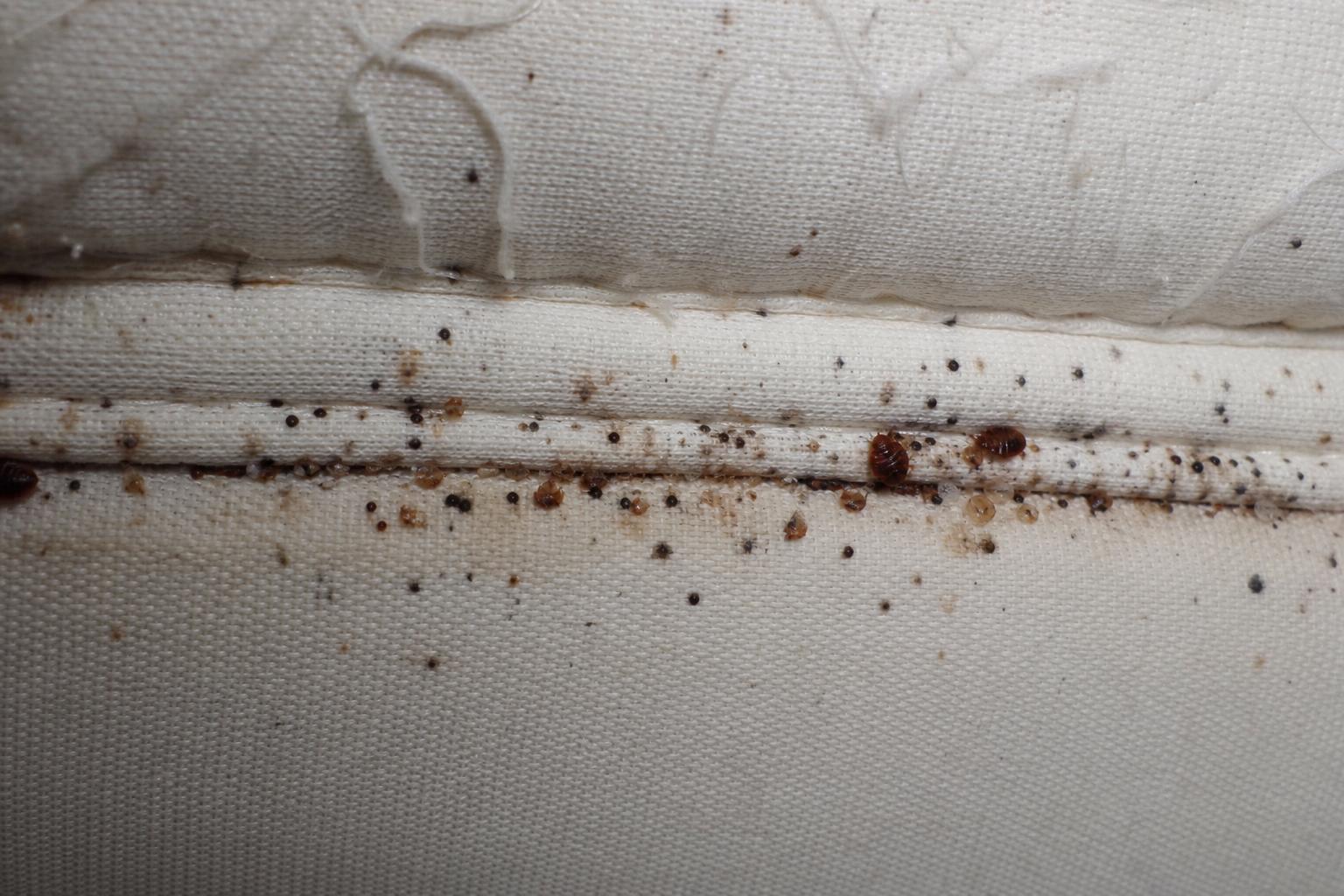 Dark fecal spots, shed skins, and stains along a mattress seam — evidence of bed bug activity